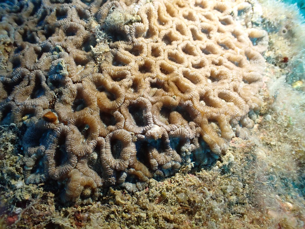 Micromussa lordhowensis