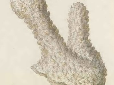 The peculiar case of Porites spumosa Lamarck,&nbsp;1816