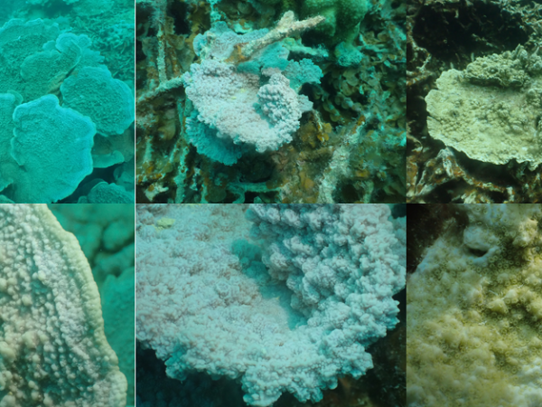 The Montipora spp. of the Blue Holes of Cocos&nbsp;Lagoon