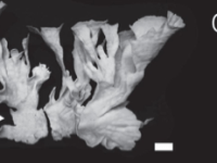 Leptoseris amitoriensis Veron, 1990