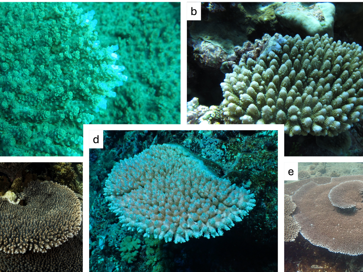 New paper: “The tables have turned: taxonomy, systematics and biogeography of the Acropora hyacinthus (Scleractinia: Acroporidae)&nbsp;complex”
