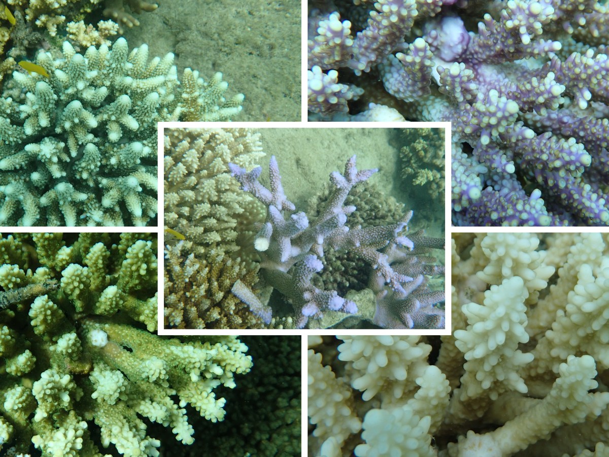 New Paper: “Patterns of coral spawning in the Palm Islands, Great Barrier&nbsp;Reef”