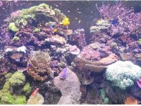 Corals Closer to Home: Living Coral Collections as a Conservation&nbsp;Resource