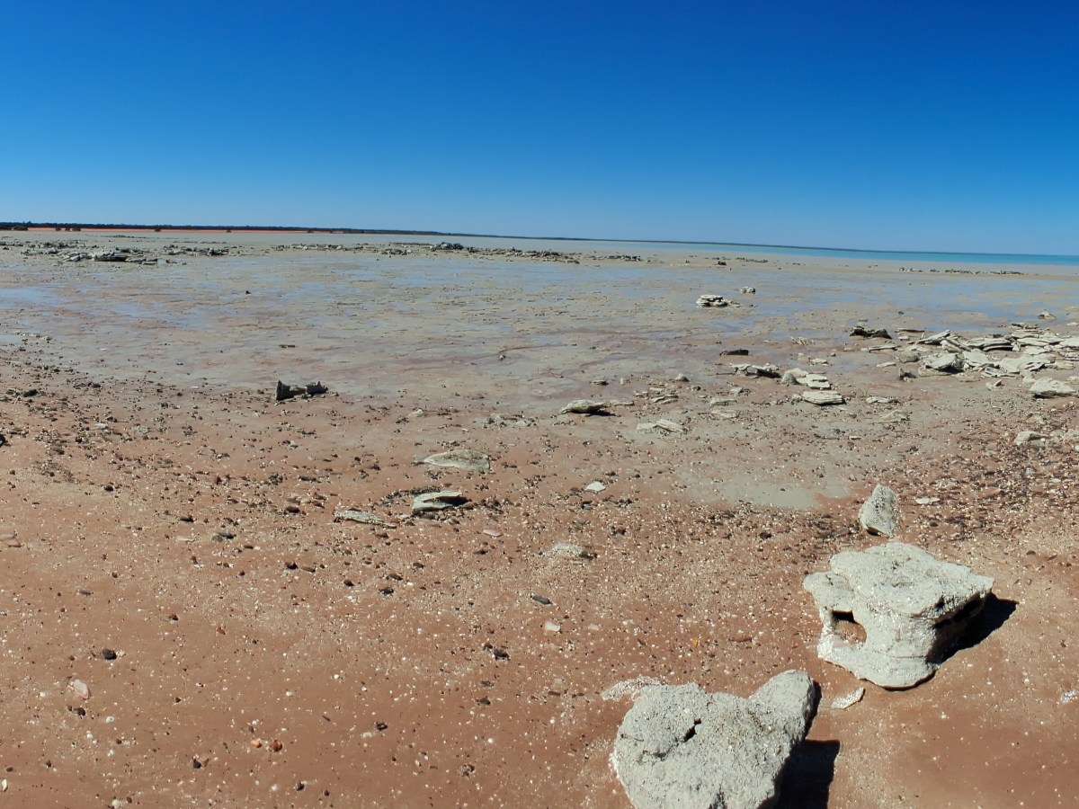 The corals of north-Western&nbsp;Australia