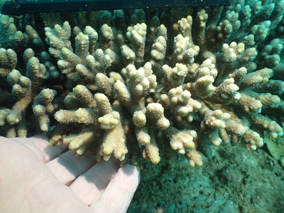 Acropora glauca (Brooke&nbsp;1893)